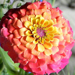 Zania ~ Zinnia