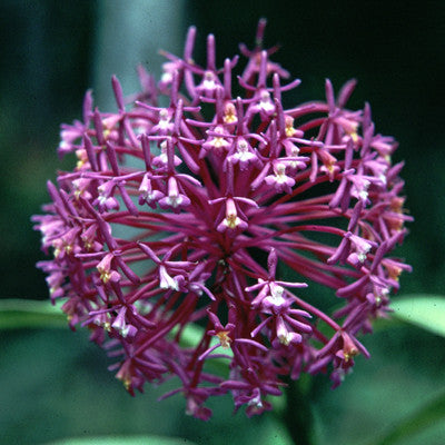 Zeal Point Magenta Chakra ~ Epidendrum f. guillemi