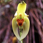 Lycaste longepetalia Andean Orchid used in the Ancient Wisdom flower essence to support dreamwork, soul remembrance, and spiritual wellness.