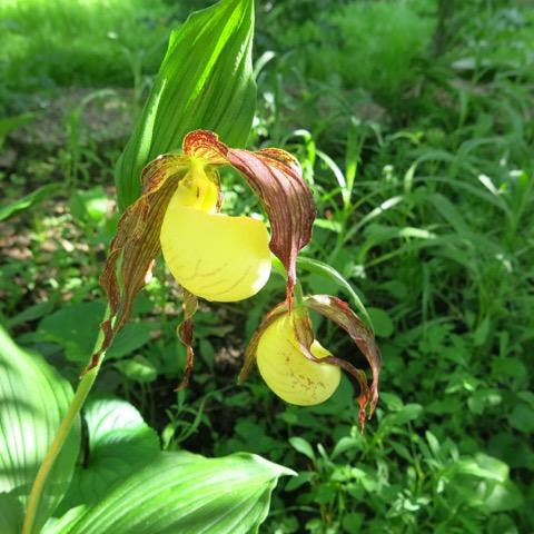 Close-up of the Arkansas Wild Orchid (Lady Slipper), used in flower essences for spiritual wellness, emotional balance, and energy healing.