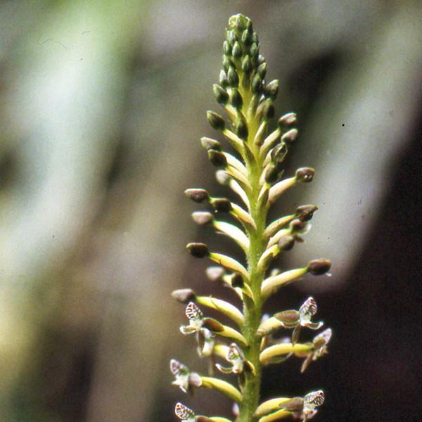 Erythrodes higher chakra orchid representing Awakened Thymus Chakra flower essence for energy healing and spiritual wellness support