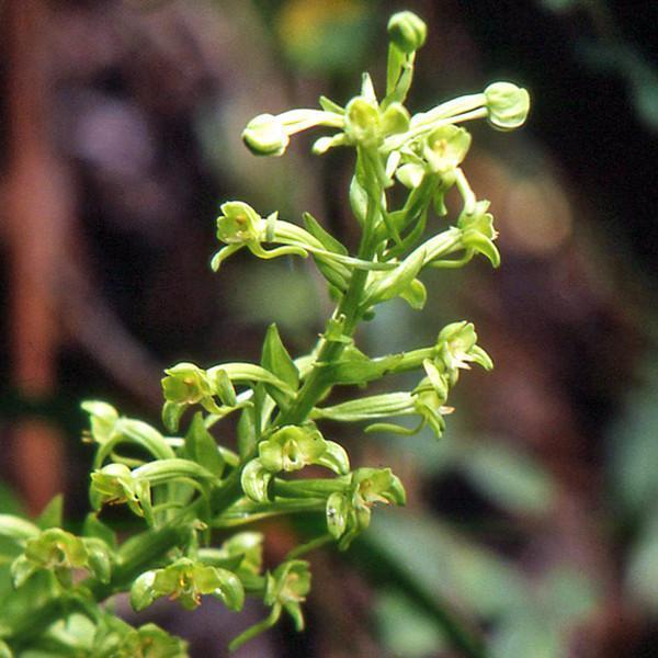 Habenaria Andean Orchid used to create the Balance and Stability flower essence for grounding, harmony, and energy healing.