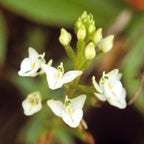 Ponthieva montaña Andean Orchid used in the Divine Child essence for sensitive children and adults, supporting emotional balance and spiritual wellness.