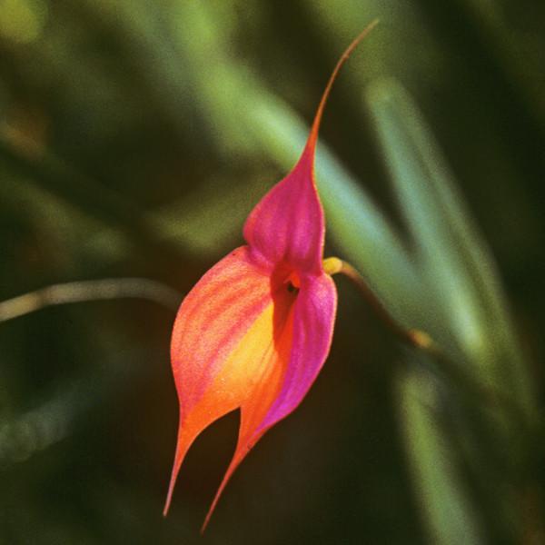 Masdevallia veitchianna Andean Orchid used in the Divine Goddess flower essence for intuitive awakening, feminine energy healing, and spiritual wellness.