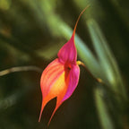 Masdevallia veitchianna Andean Orchid used in the Divine Goddess flower essence for intuitive awakening, feminine energy healing, and spiritual wellness.