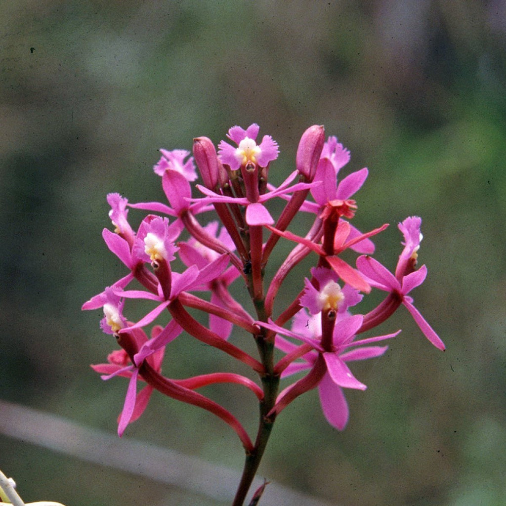 Winay Wayna Andean Orchid used in the Eternal Youth flower essence for rejuvenation, vitality, and spiritual wellness.