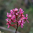 Winay Wayna Andean Orchid used in the Eternal Youth flower essence for rejuvenation, vitality, and spiritual wellness.