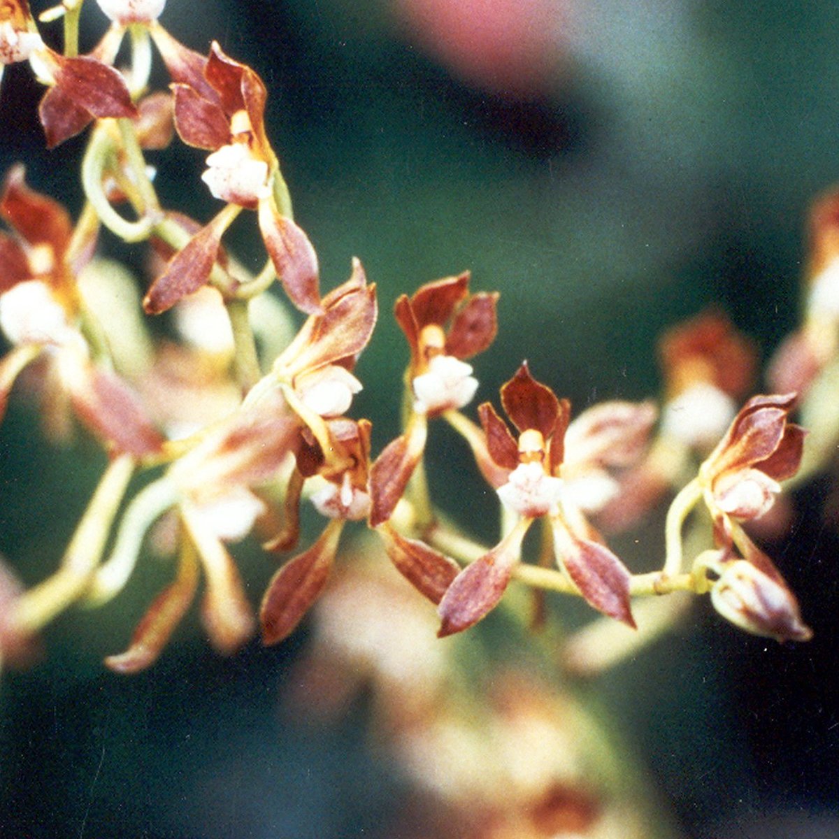 Odontoglossum Andean Orchid used in the Faith and Courage flower essence for energetic protection, courage, and spiritual wellness.