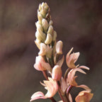 Xylobium Andean Orchid infused with 24K gold, used in the Freedom/Libertad flower essence for manifestation, ascension, and energy healing.