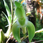 Ida jamesiorm oakley Andean Orchid used in Light Codes of Unification flower essence for energy healing and spiritual wellness