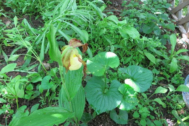 Arkansas Wild Orchid in its natural environment, the plant behind the Lady Slipper flower essence for spiritual and emotional harmony.
