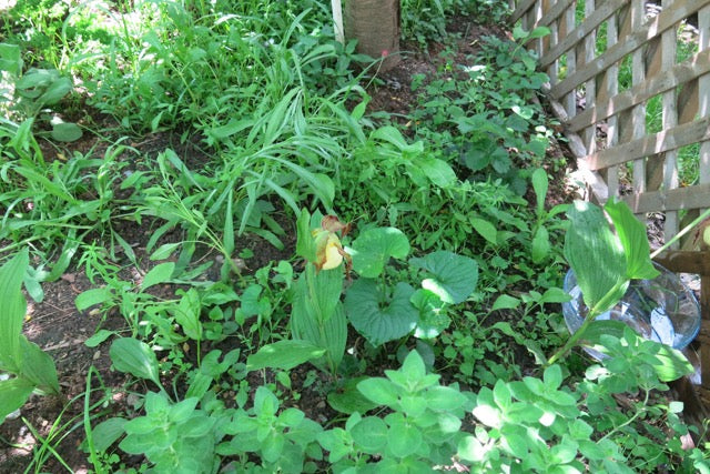 Another view of the Lady Slipper orchid, used in vibrational remedies for energy healing and hypothalamus support.
