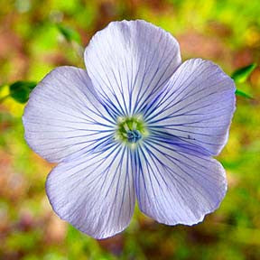 Linum usitatissimum Peruvian Flower used in Recalibrate and Flourish flower essence for energy healing and spiritual wellness