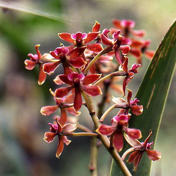 Epidendrum cuscoense Andean Orchid used in the One Heart flower essence to support unity, unconditional love, and spiritual wellness.