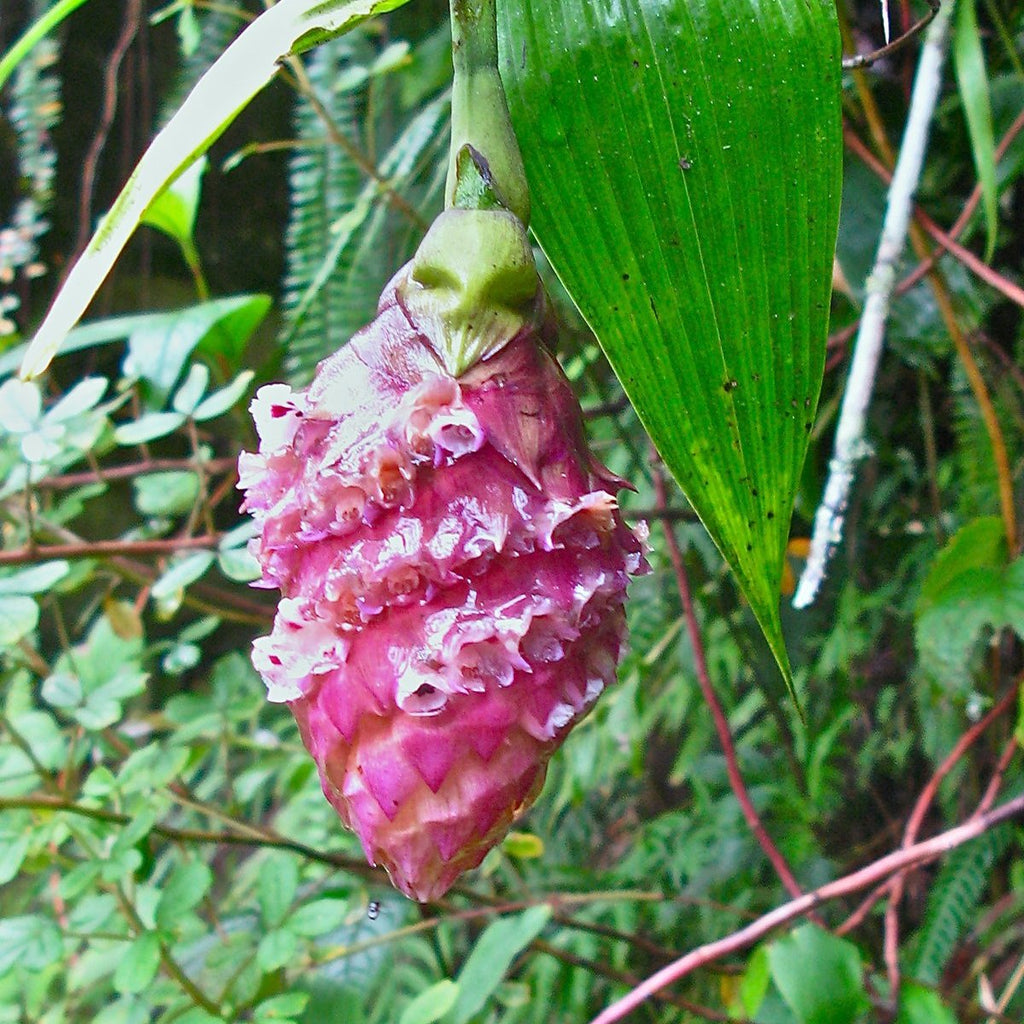 Ellianthus capitatus Andean Orchid used in Pineal Light Infusion to support third eye activation, inner vision, and spiritual wellness.