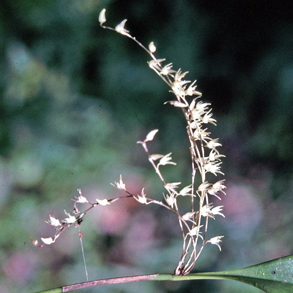 Pleurothallis Andean Orchid plant used in the High Frequency essence, supporting meditation, ascension energies, and spiritual wellness.