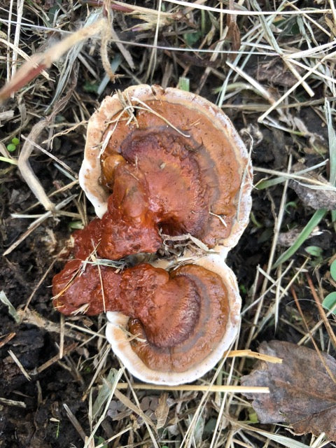 Ganoderma lucidum reishi mushroom growing in grass for energy healing and holistic medicine