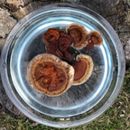 Reishi mushroom in bowl of water used to create vibrational essence for energy healing and spiritual wellness