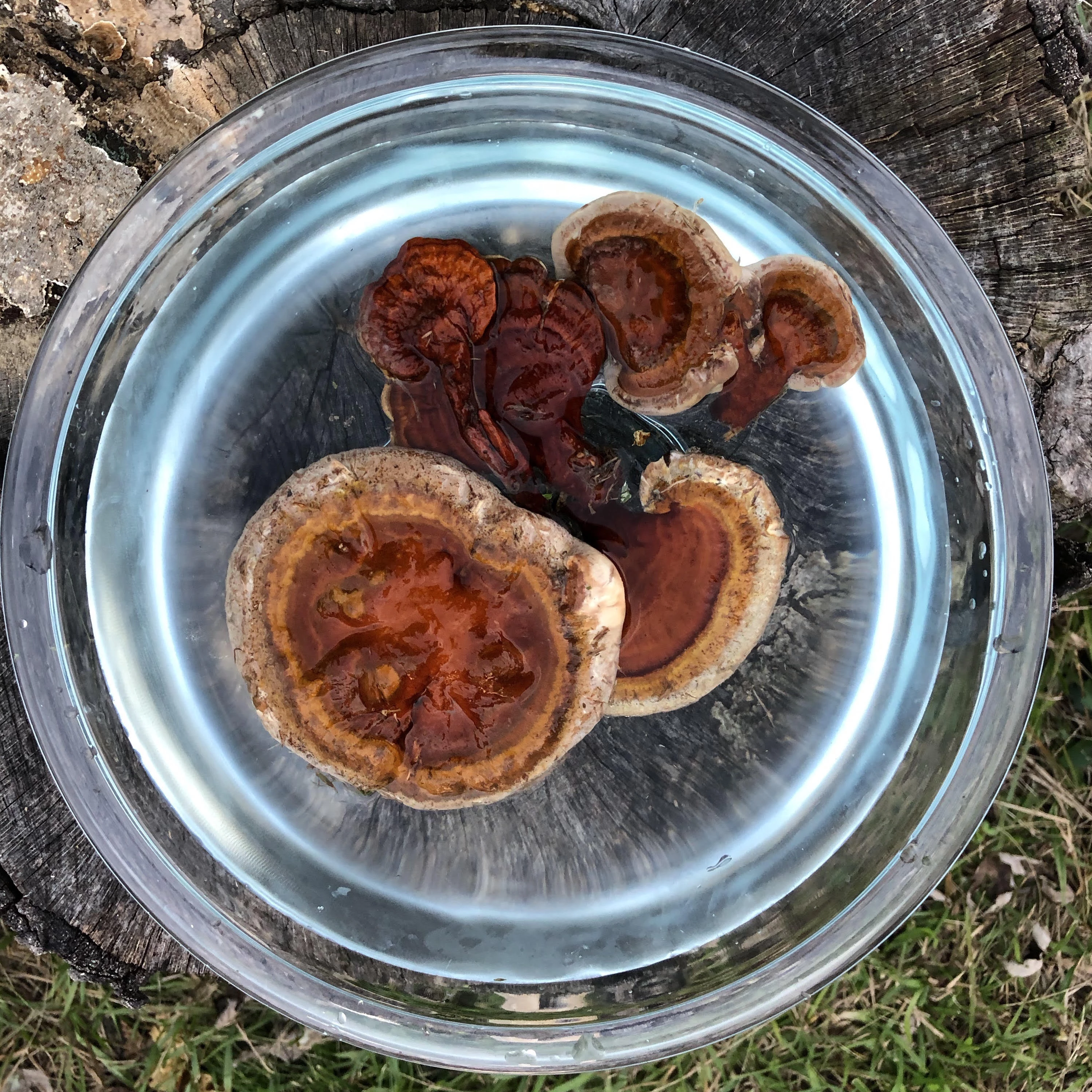 Reishi mushroom in bowl of water used to create vibrational essence for energy healing and spiritual wellness
