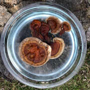 Reishi Mushroom