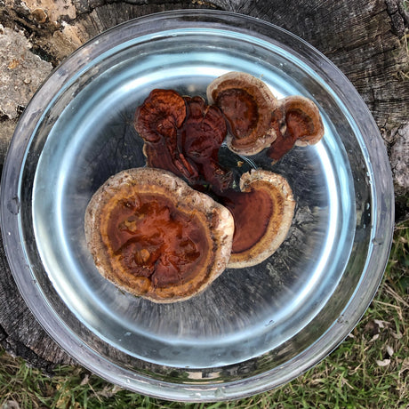Reishi Mushroom