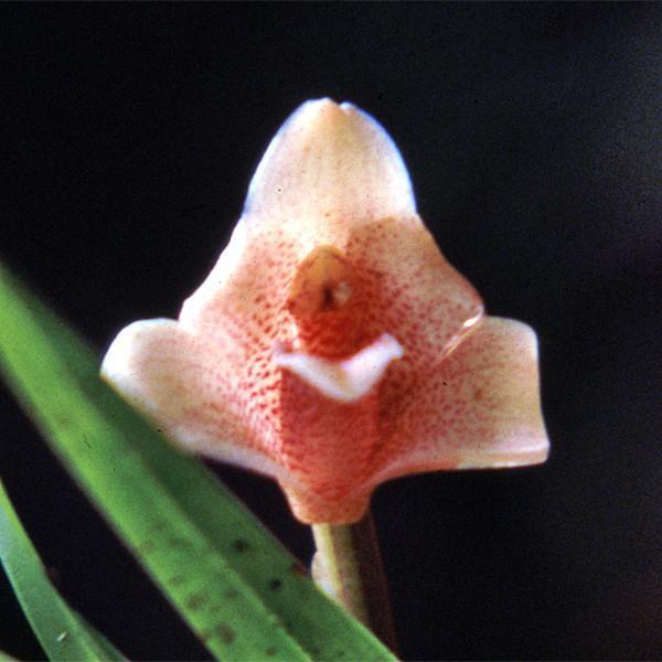 Maxillaria orchid used in Sacred Union essence, supporting energy healing, sacred sexuality, and spiritual wellness.