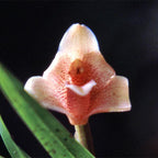 Maxillaria orchid used in Sacred Union essence, supporting energy healing, sacred sexuality, and spiritual wellness.