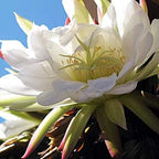 Close-up of the San Pedro Cactus Flower used in Doorway to the Heart essence, supporting spiritual wellness, heart opening, and energy healing.