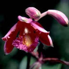 Sobralia dichotoma Andean Orchid used in Anchoring Light flower essence for energy healing and spiritual wellness