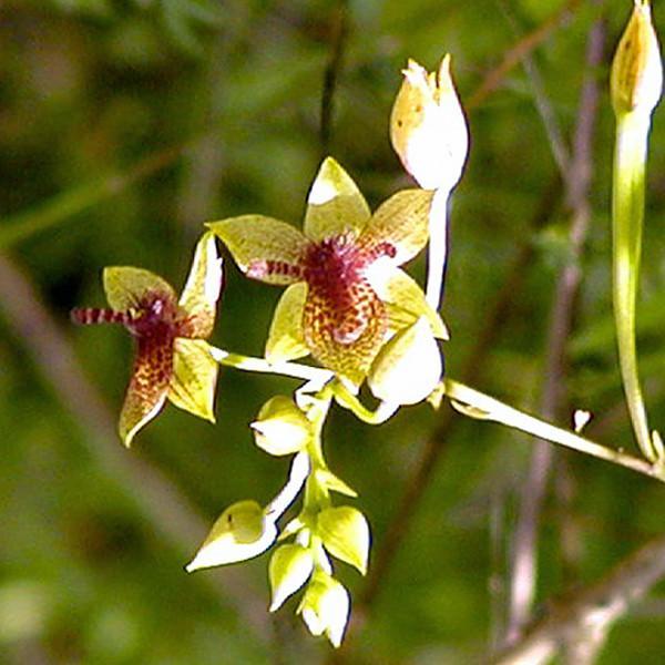 Trichoceros parviflorum Andean Orchid used in Nature Communion flower essence for energy healing and spiritual wellness